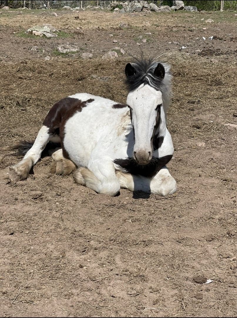 Bild 1 av SA Prince Caspian