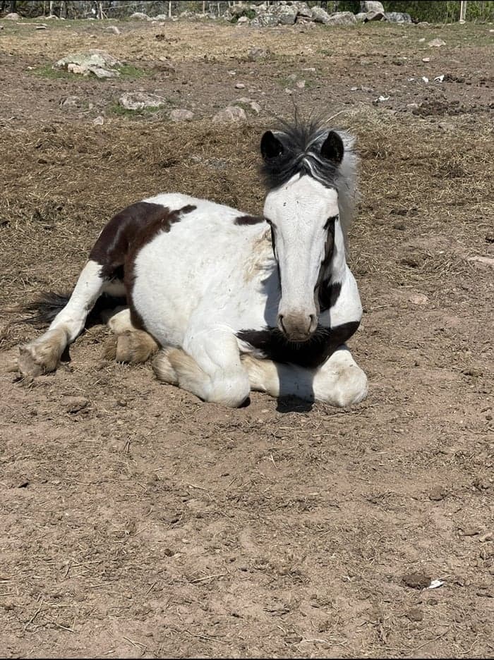 Media 1 av SA Prince Caspian