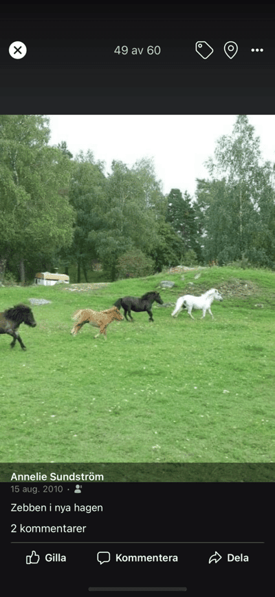 Inlägg 22 av Trickridning med titeln Nytt stall 