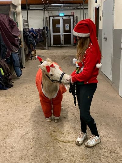 Inlägg 1 av Amerikansk Miniatyrhäst med titeln Min lilla tomte❤️