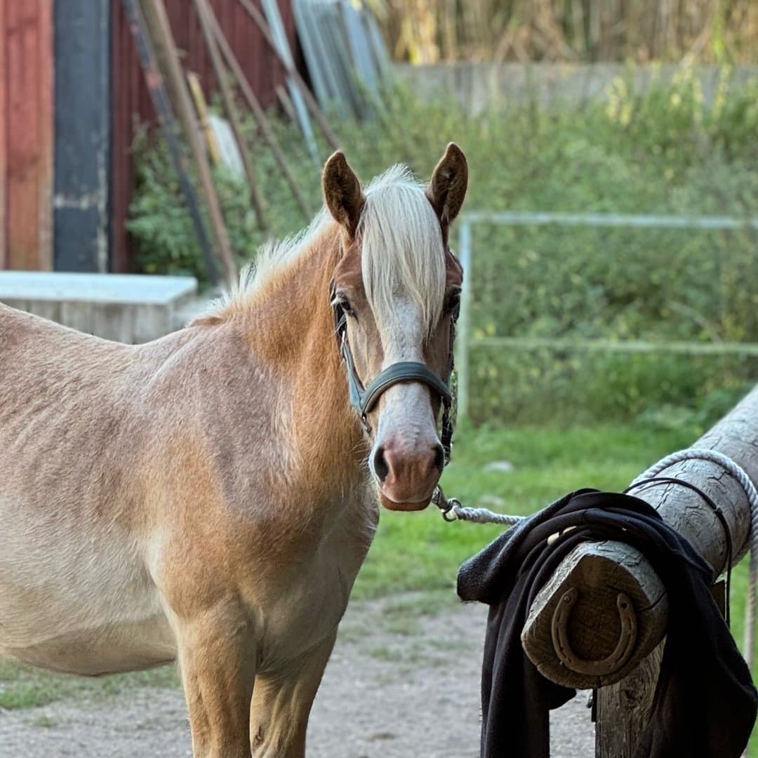 Image 1 of L's Härd