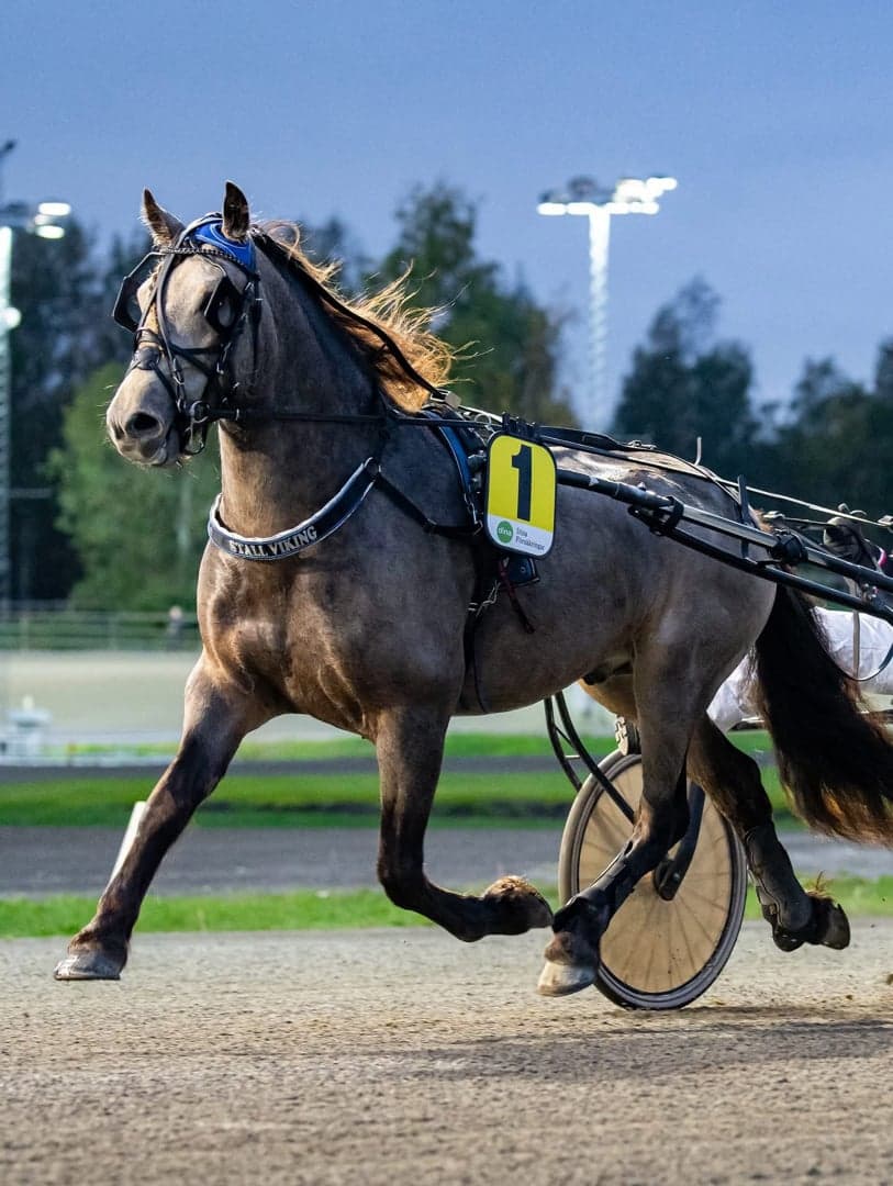 Bild 1 av Charmigt kallblod som syns i mängden