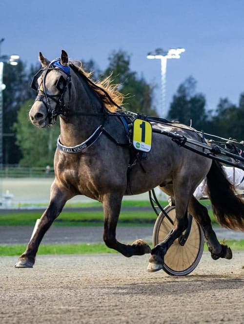 Bild av Charmigt kallblod som syns i mängden
