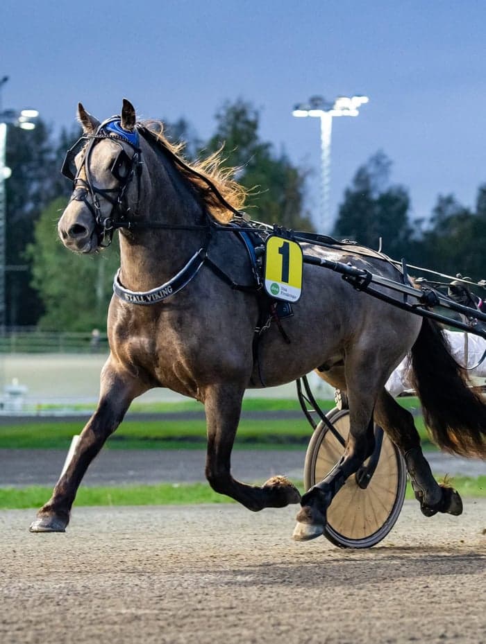 Media 1 av Charmigt kallblod som syns i mängden