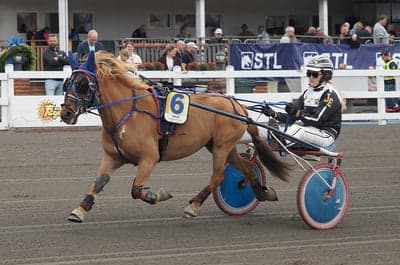 Inlägg 3 av Gotlandsruss med titeln Ponnytrav