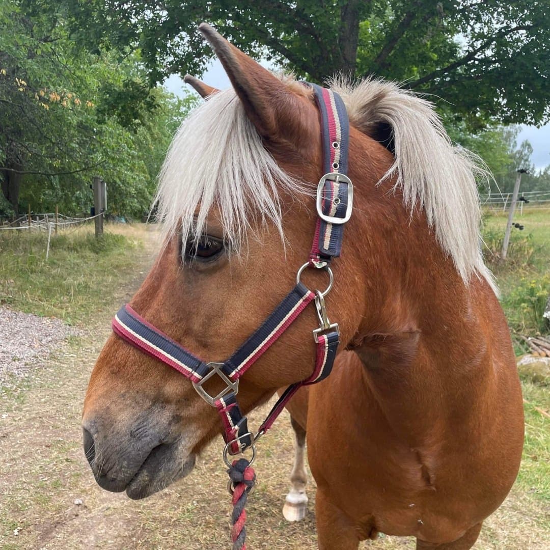 Bild 1 av Draumur frá Árbæjarhjáleigu II