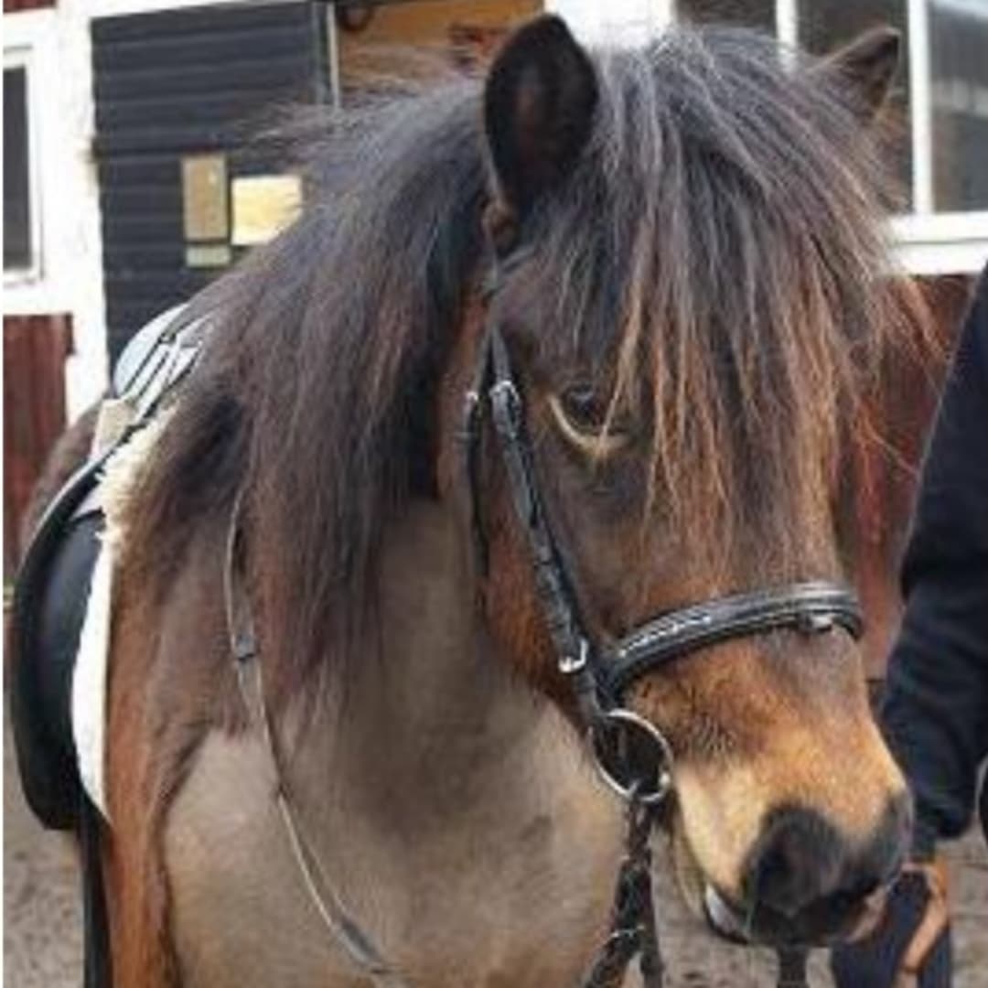 Bild 1 av Snotra från Lia Gård