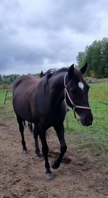 Media 1 av Jade Sjöhammar