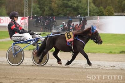 Inlägg 12 av Monté med titeln Ponnytrav