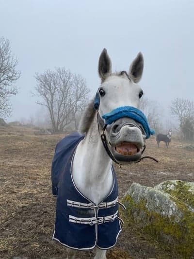 Inlägg 6 av Lipizzaner med titeln Smartis Zara