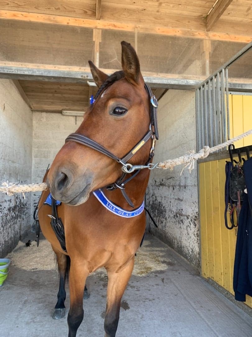 Bild 1 av Lill-Olas Citron