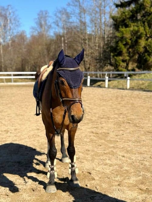 Bild av Snäll och okomplicerad valack