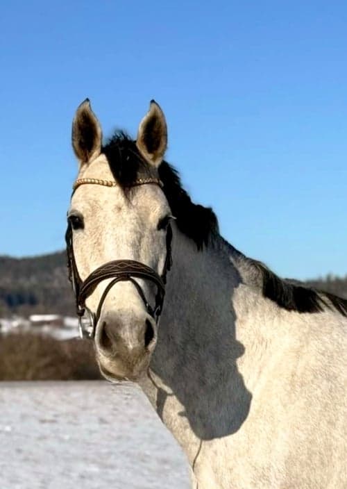 Bild av Personligt sto söker sin nya ryttare