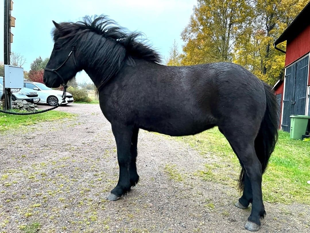 Bild 1 av Elja från Hestra