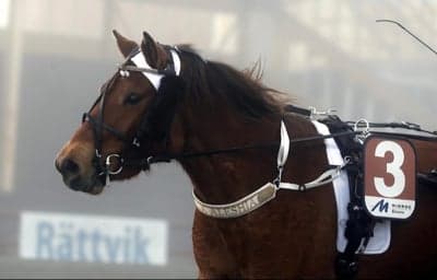 Inlägg 43 av Trav med titeln Min lilla Aleshia