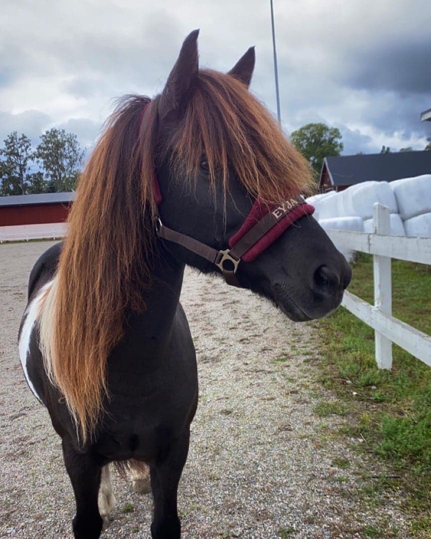 Image 1 of Eyja från Solberg