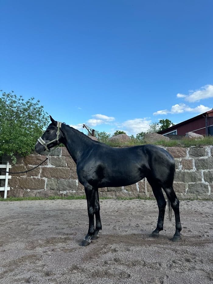 Media 1 av Metallica TL