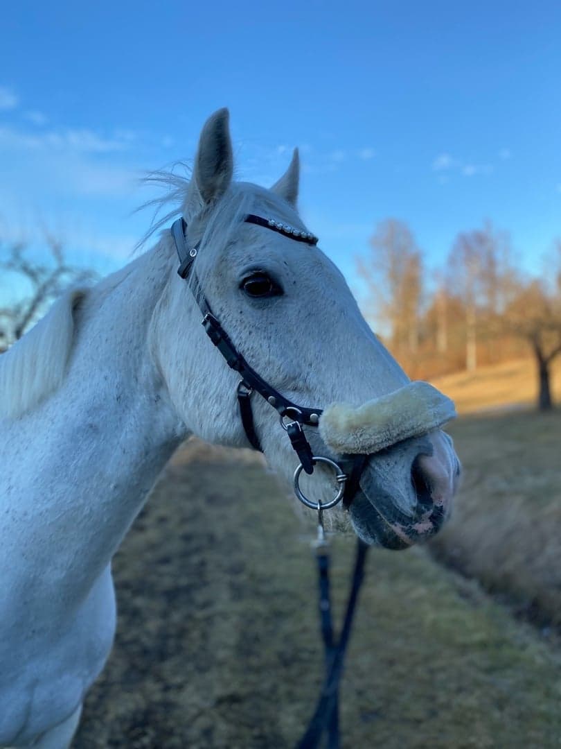 Image 1 of Ballyell Play Boy