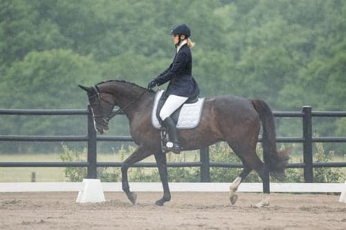 Bild av Mandela – sto född 2011, till salu som hobby/projekt-/avelshäst