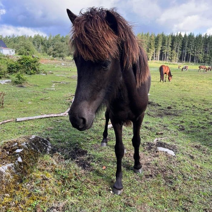 Media 1 av Efstur från bokedahl