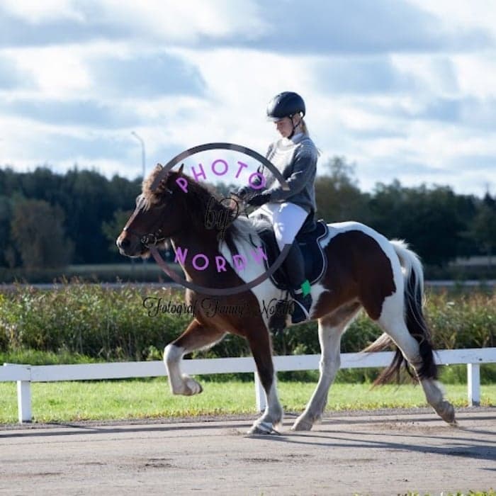 Media 1 av Skjóni frá hjallanesi 1