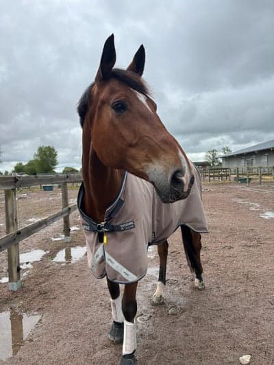 Inlägg 1 av Danskt varmblod