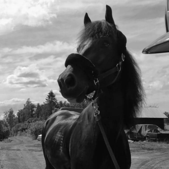 Media 1 av Gwynfaes idnerth