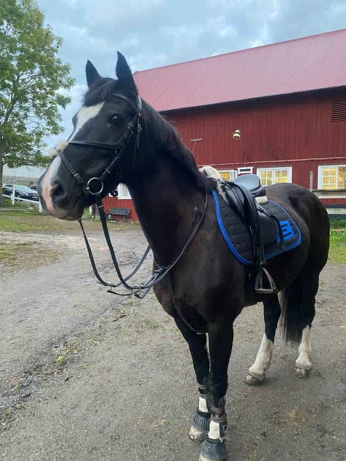 Media 1 av The viper