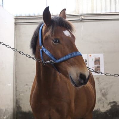 Inlägg 5 av Holländsk ridhäst med titeln Markarbete 27/3