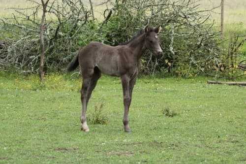 Bild av Social fölhingst med dressyr- och hoppstam