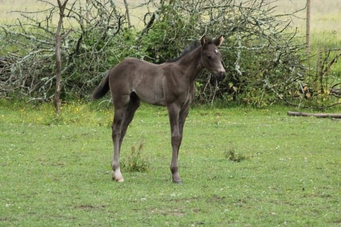 Media 1 av Johnny Bravo