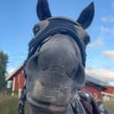 Profilbild av Nova S.