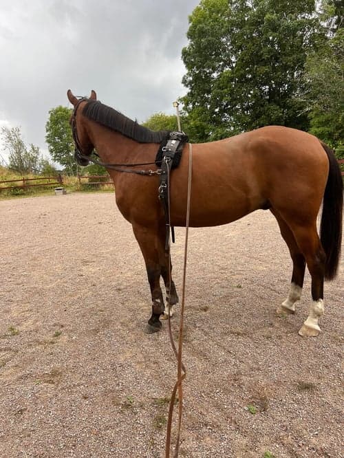 Bild av Trevlig valack e. HeartBeat