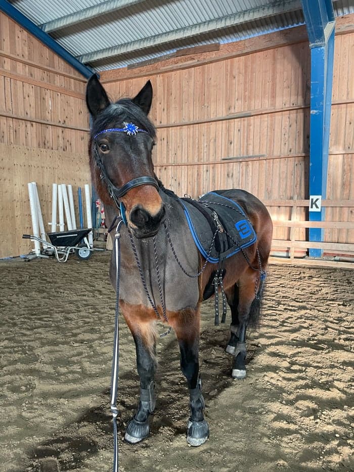 Media 8 av Rosscon May Leaf