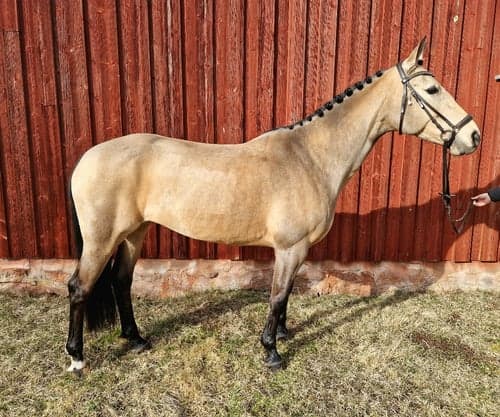 Bild av Bramblehouse Rosie 
