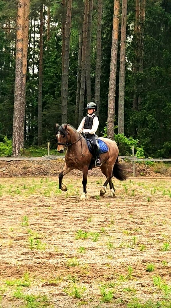 Media 15 av Jammi Dodger
