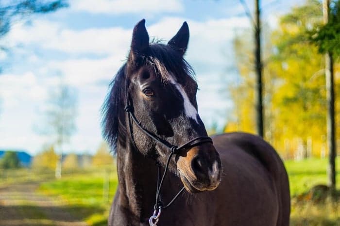 Media 1 av Norrhaga Jacson