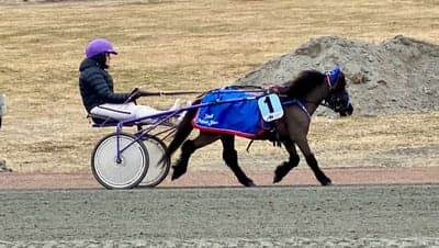 Inlägg 43 av Allround med titeln Ponnytrav 