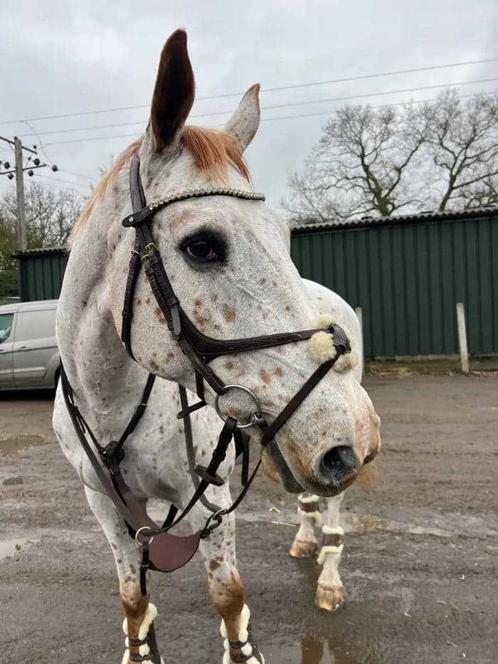 Media 5 av SLÅENDE ALLROUNDER, LIKA TALANGERAD OCH LÄTT SOM