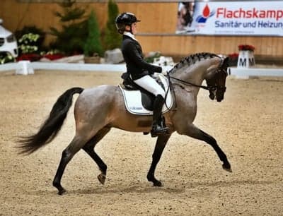 Brännornas Rigoletto RP 168