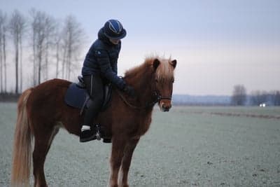 Inlägg 13 av Islandshäst