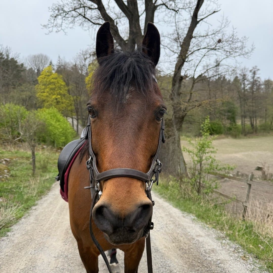 Bild 1 av Hagas Johnnie March Home