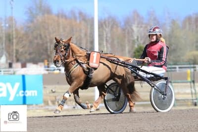 Inlägg 71 av Trav med titeln Ponnytrav 