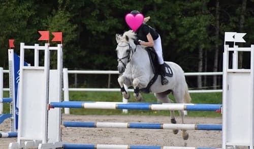 Bild av Trygg, rolig och snäll c-ponny 138cm