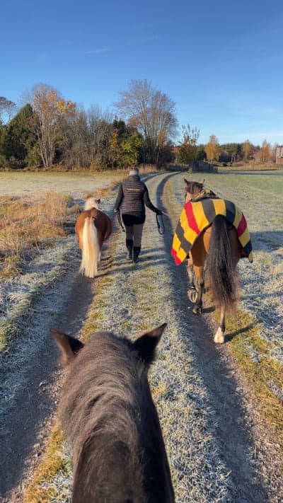 Inlägg 8 av Connemara med titeln Mina älsklingar ❤️