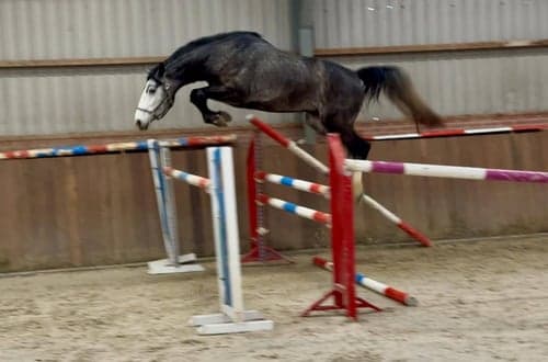 Image of Snygg valack med utmärkt hoppteknik