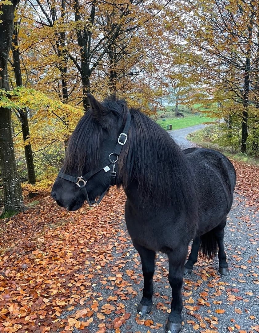 Bild 1 av Ósk frá krossi