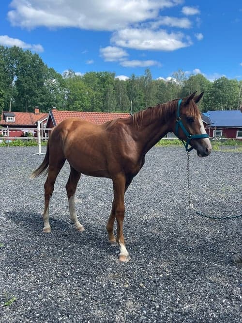 Image of Joinville e. Janeiro de Bieville f.2024 hopp/fälttävlan