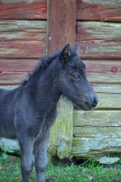 Inlägg 2 av Utställning med titeln Furunäs Design was born