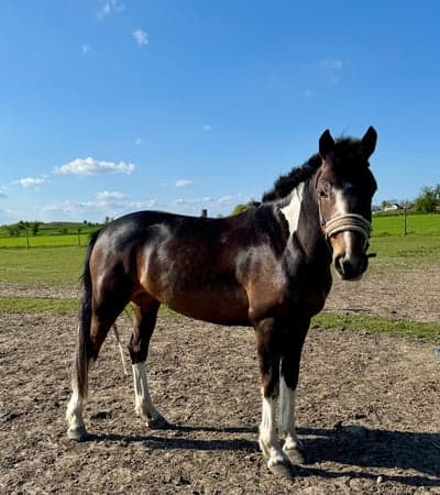 Inlägg 13 av Irländsk ridponny med titeln Sötare häst får man leta efter! 